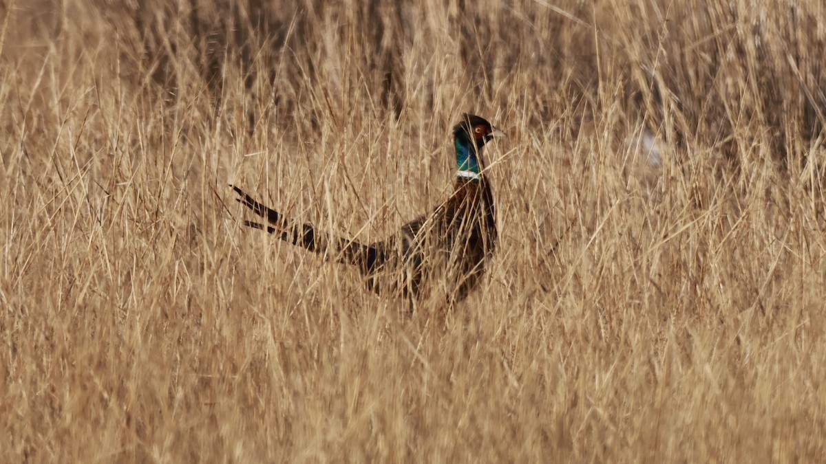 Ring-necked Pheasant - ML646457196