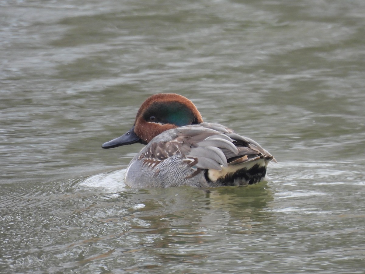 Green-winged Teal - ML646457197