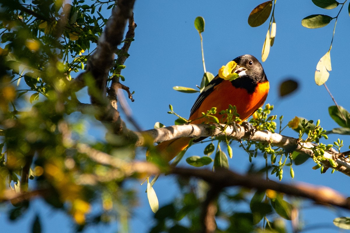 ボルチモアムクドリモドキ - ML646457198