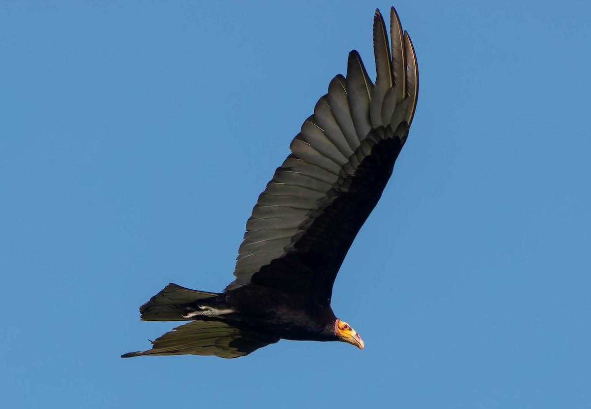 Lesser Yellow-headed Vulture - ML646457199