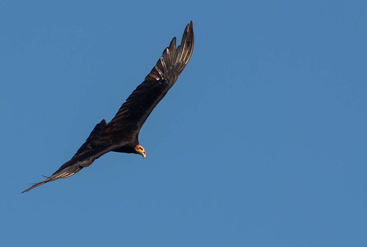 Lesser Yellow-headed Vulture - ML646457200