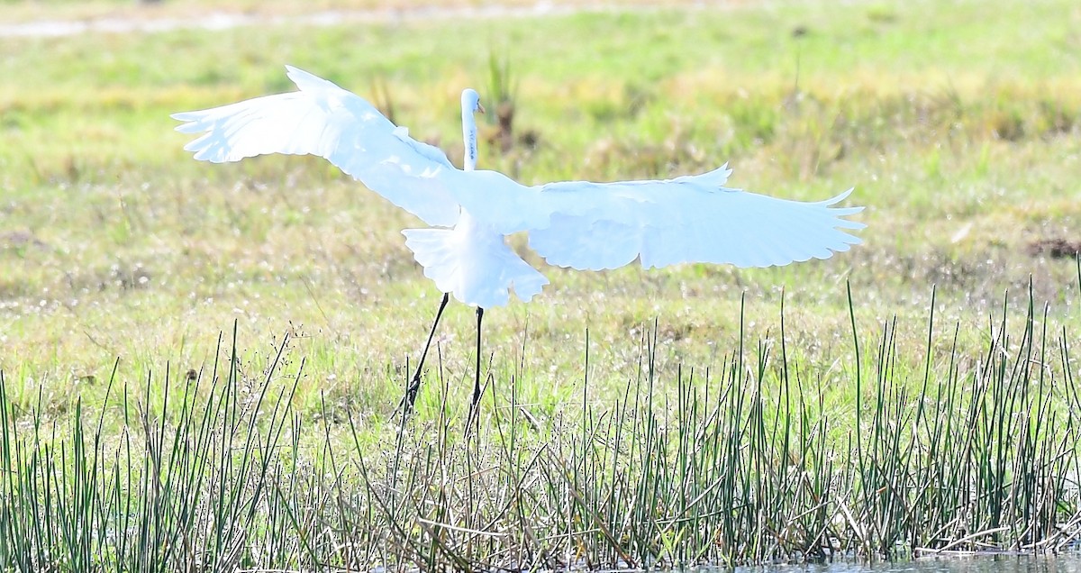 Great Egret - ML646457201