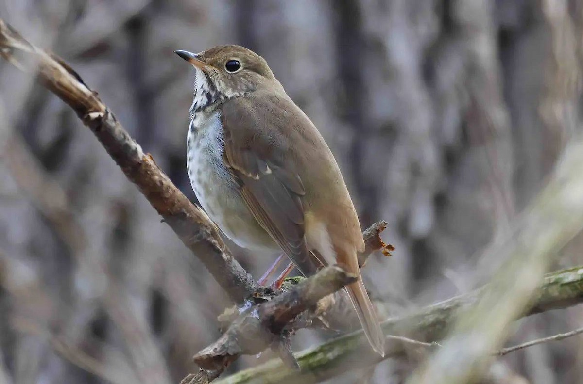 Hermit Thrush - ML646457202