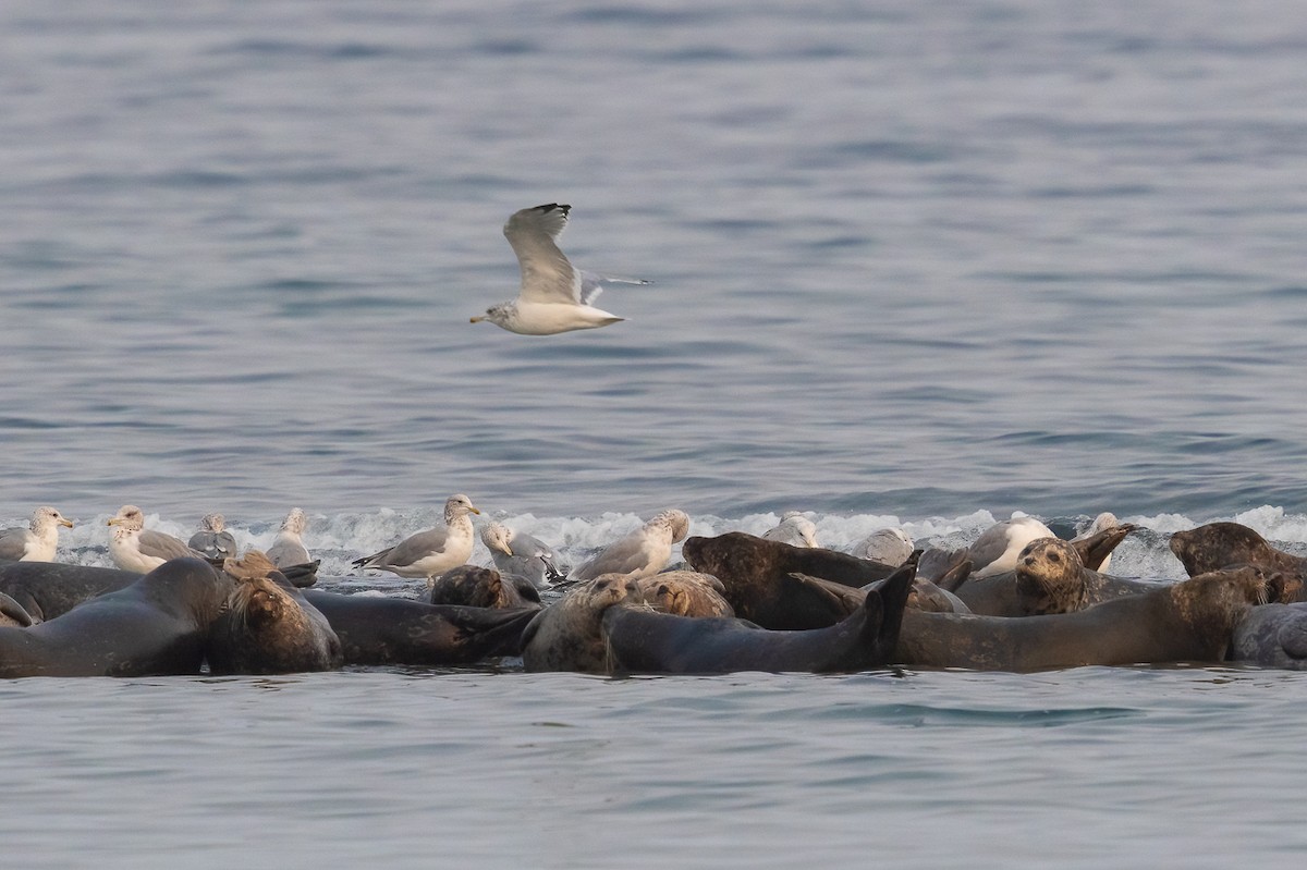 Pacific Harbor Seal - ML646457206