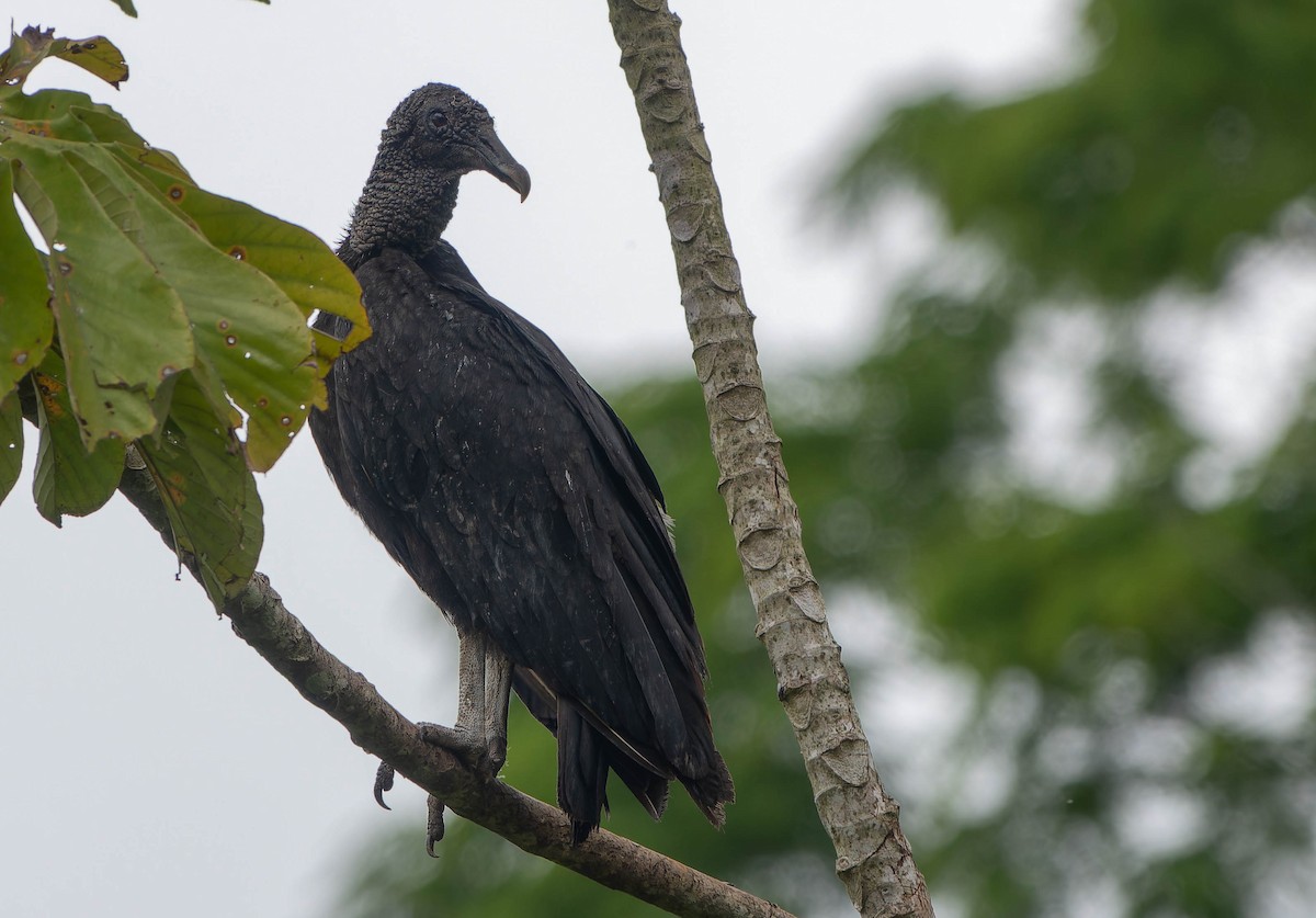 Black Vulture - ML646457208