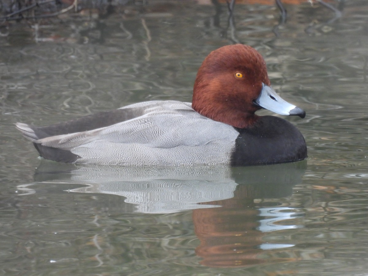 Redhead - ML646457209