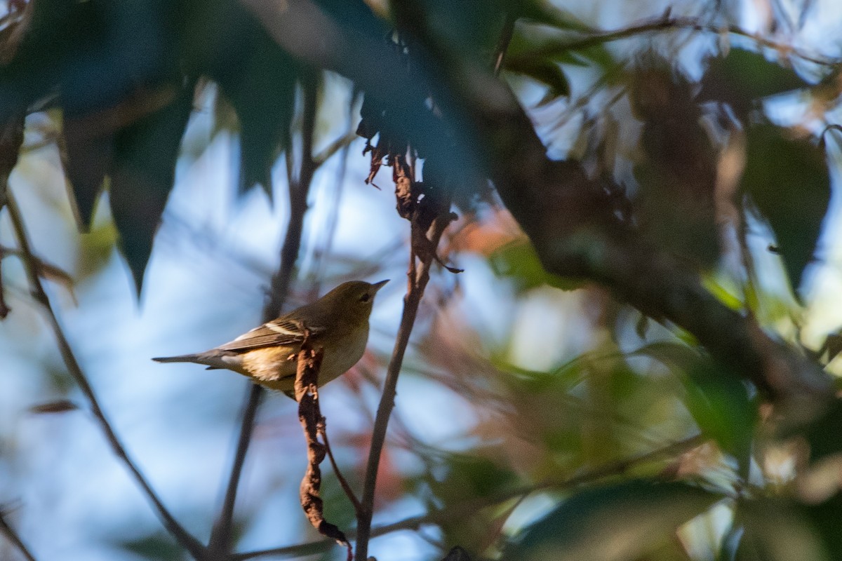 Bay-breasted Warbler - ML646457212