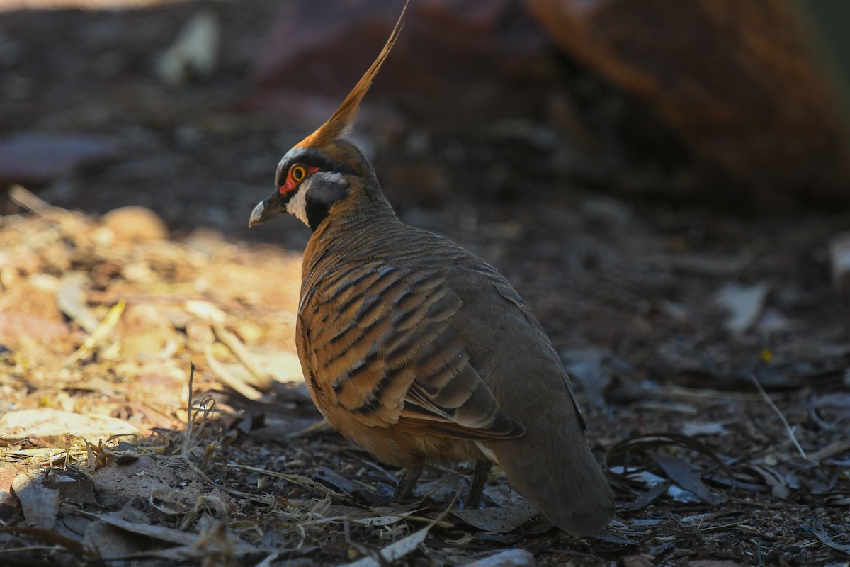 Spinifex Pigeon - ML646457213