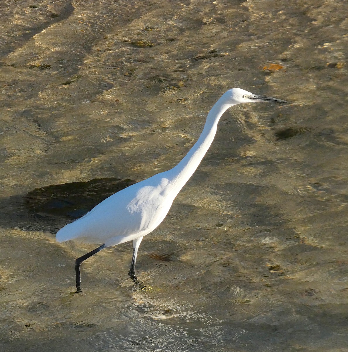 Little Egret - ML646457214