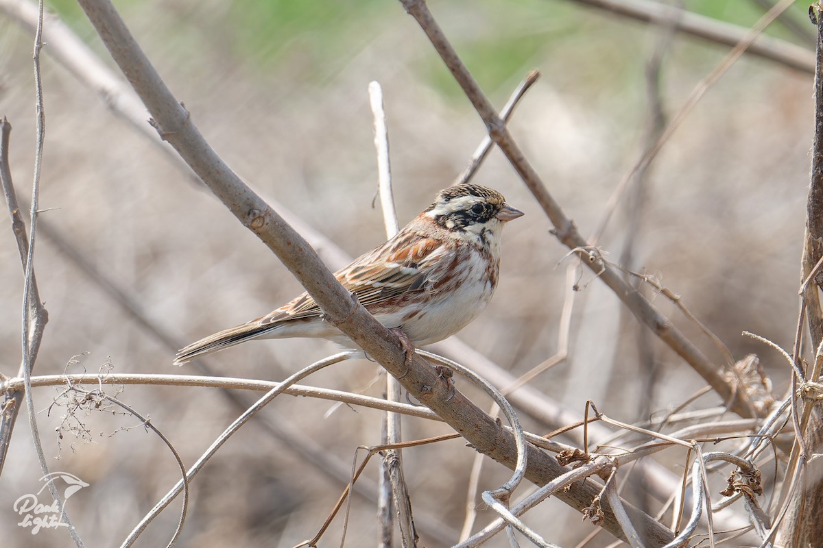 strnad tajgový - ML646457215