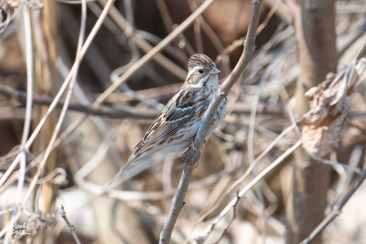 strnad tajgový - ML646457216