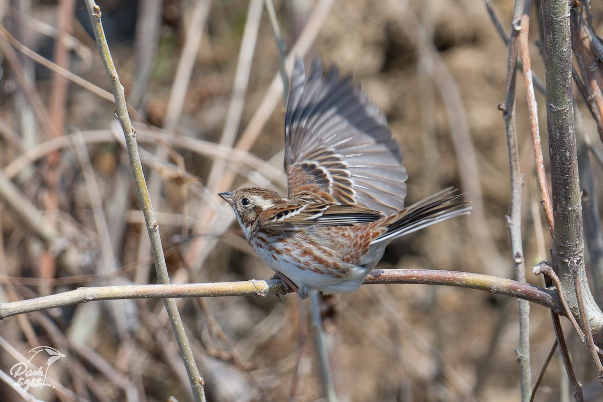 strnad tajgový - ML646457217