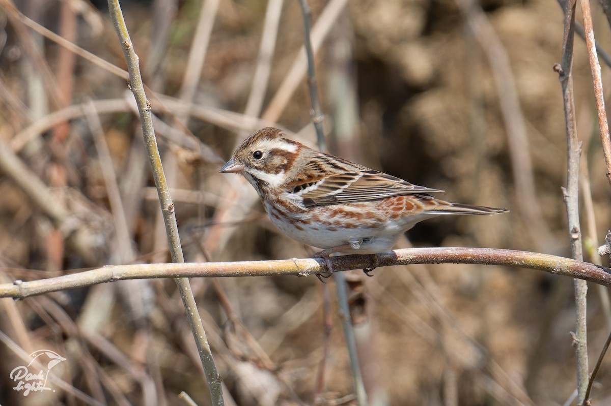 strnad tajgový - ML646457218