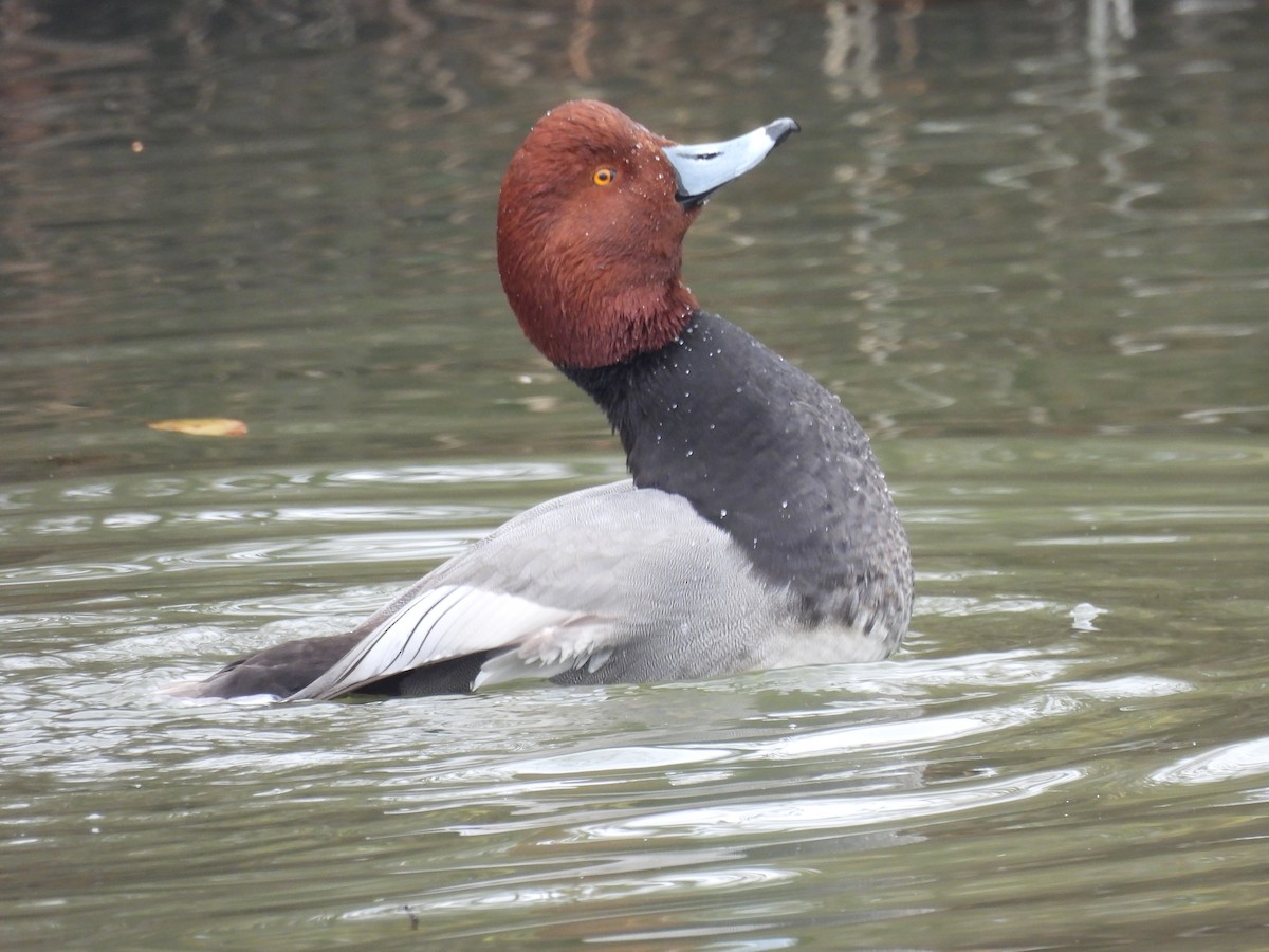Redhead - ML646457219