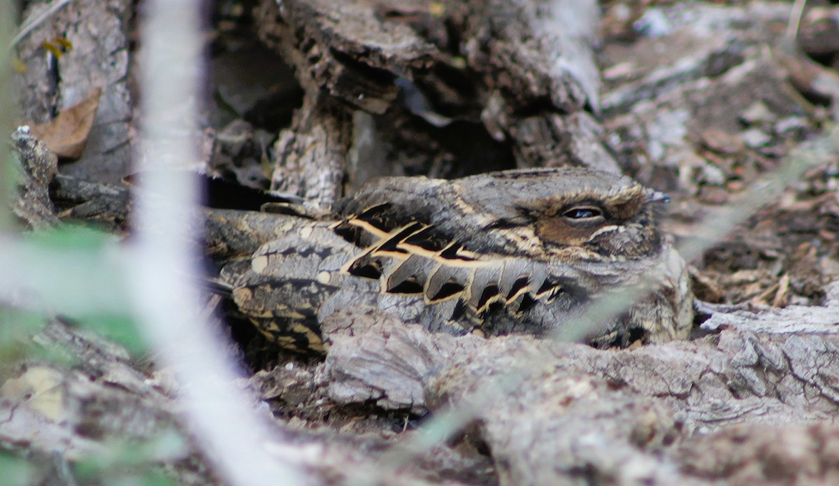 pauraquenattravn - ML646457220