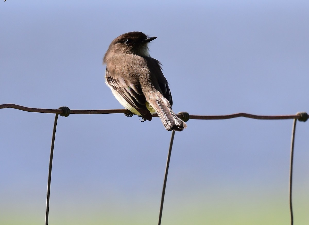 Eastern Phoebe - ML646457221