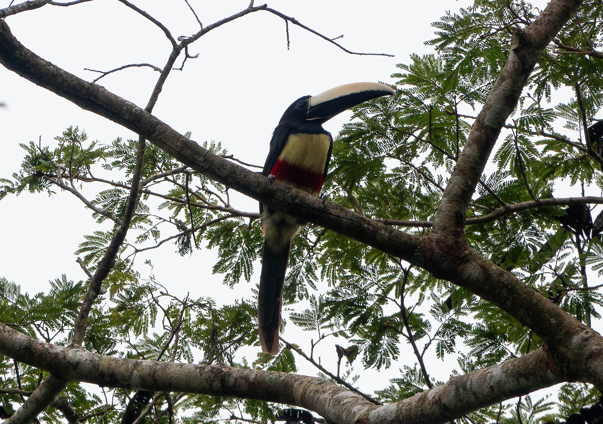 Black-necked Aracari - ML646457224
