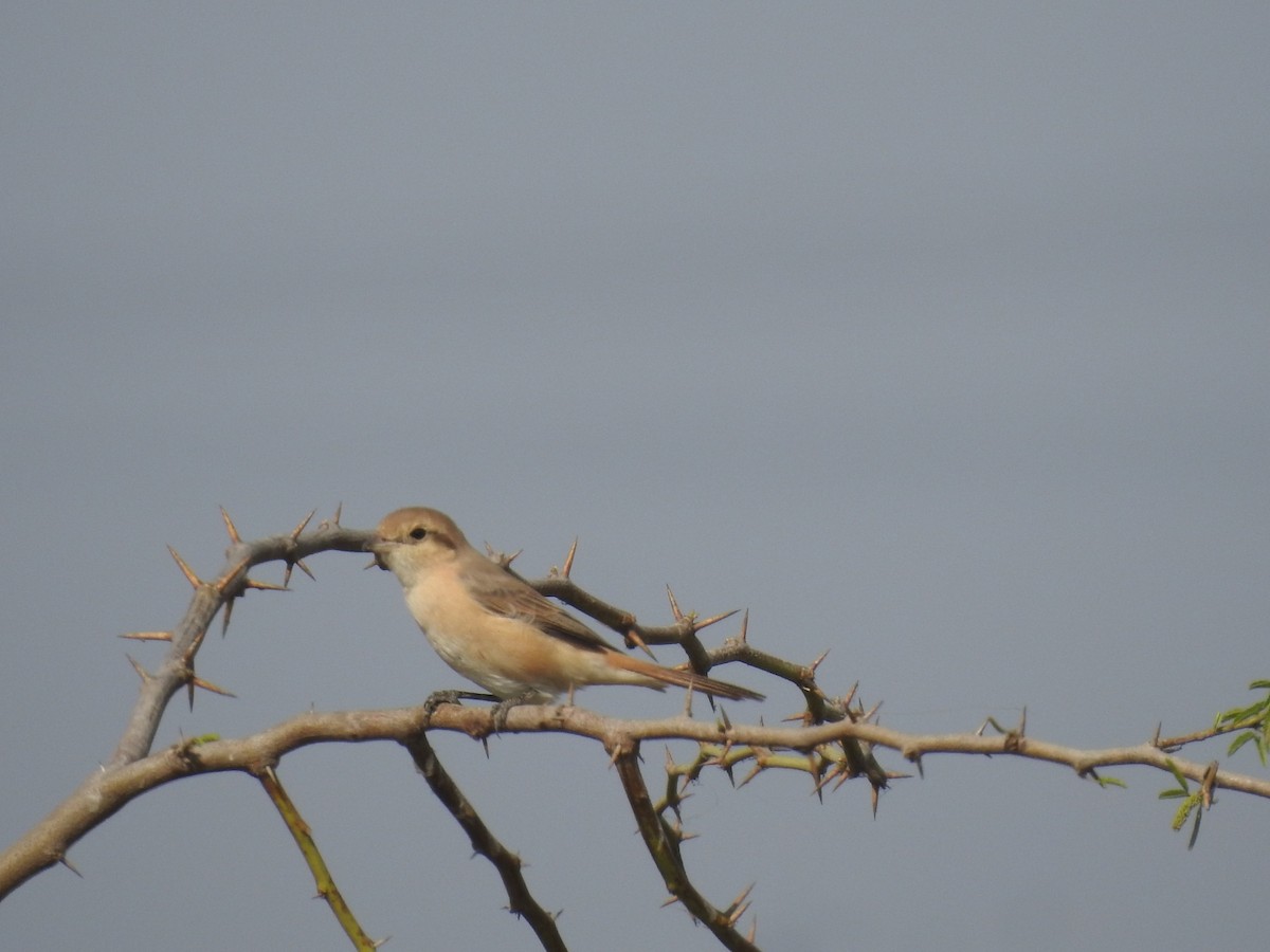 Isabelline Shrike - ML646457225