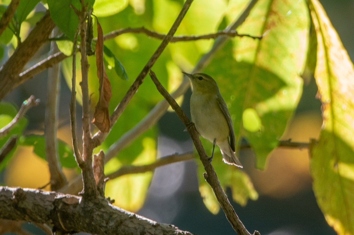 Tennessee Warbler - ML646457226