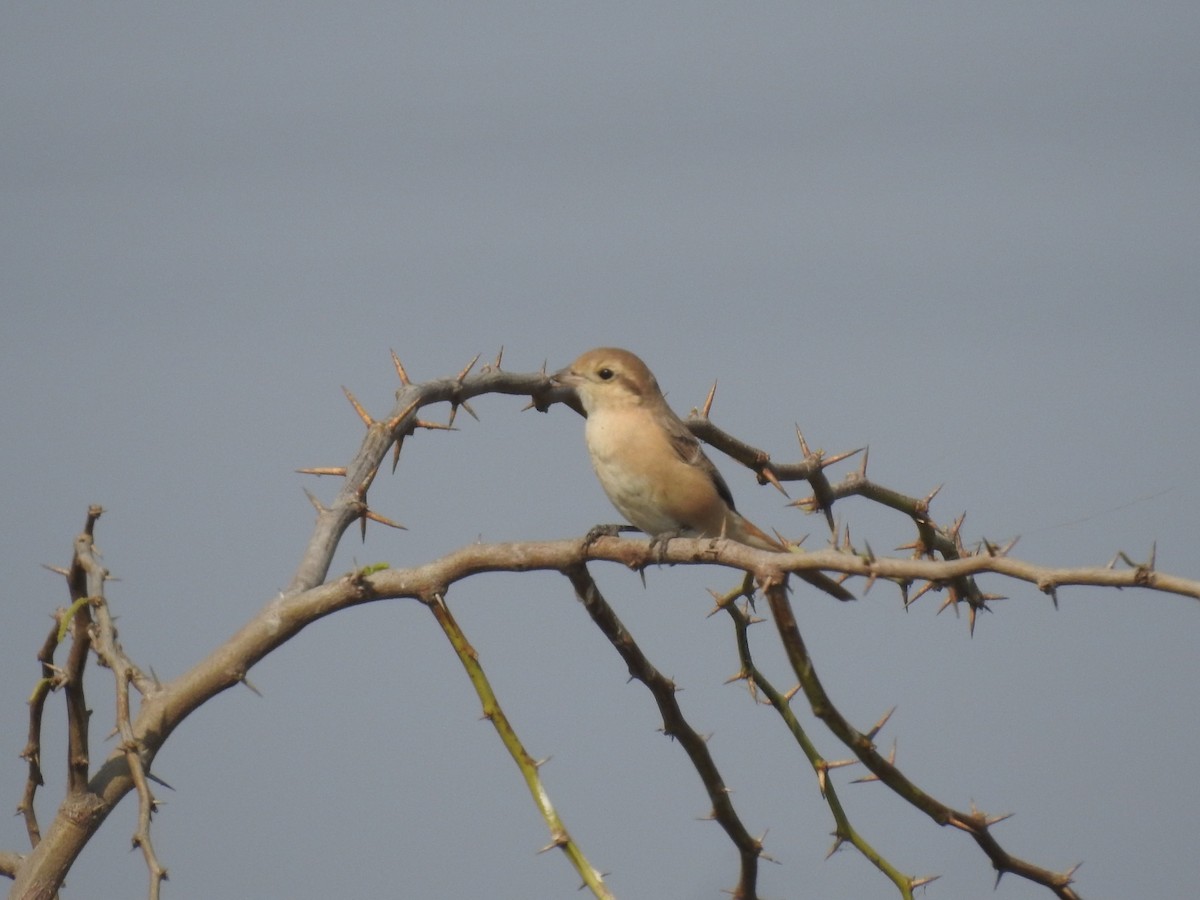 Isabelline Shrike - ML646457227