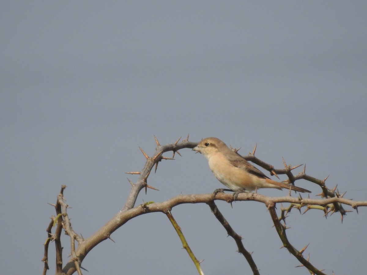 Isabellwürger - ML646457229