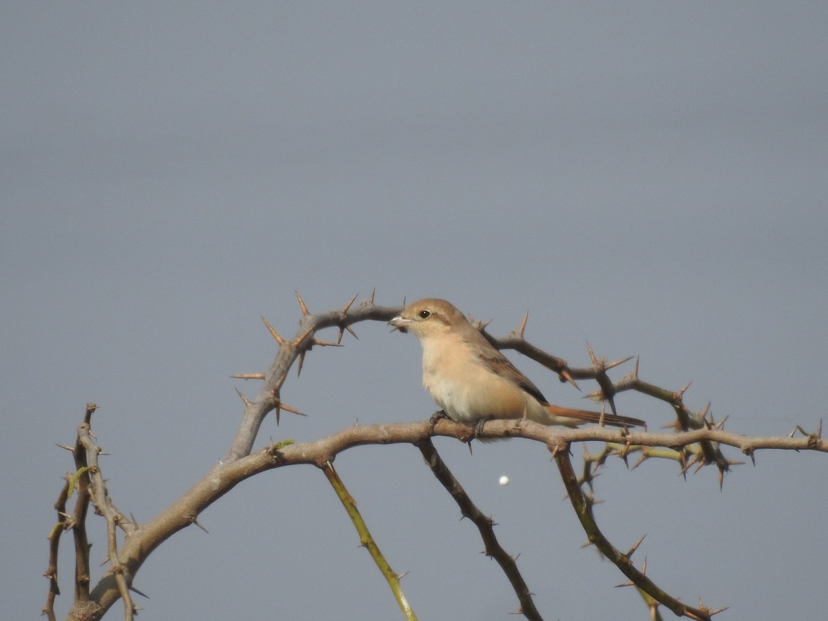 Isabellwürger - ML646457230