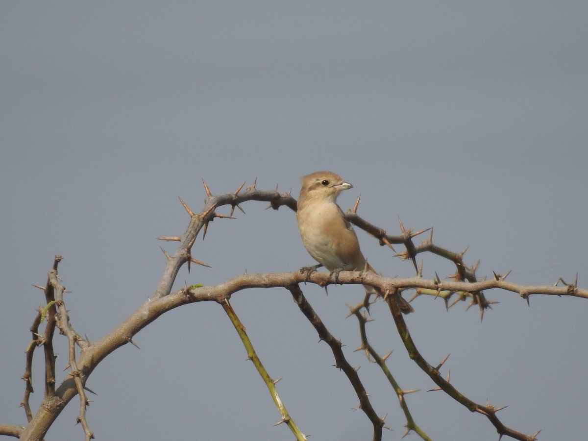 Isabellwürger - ML646457231