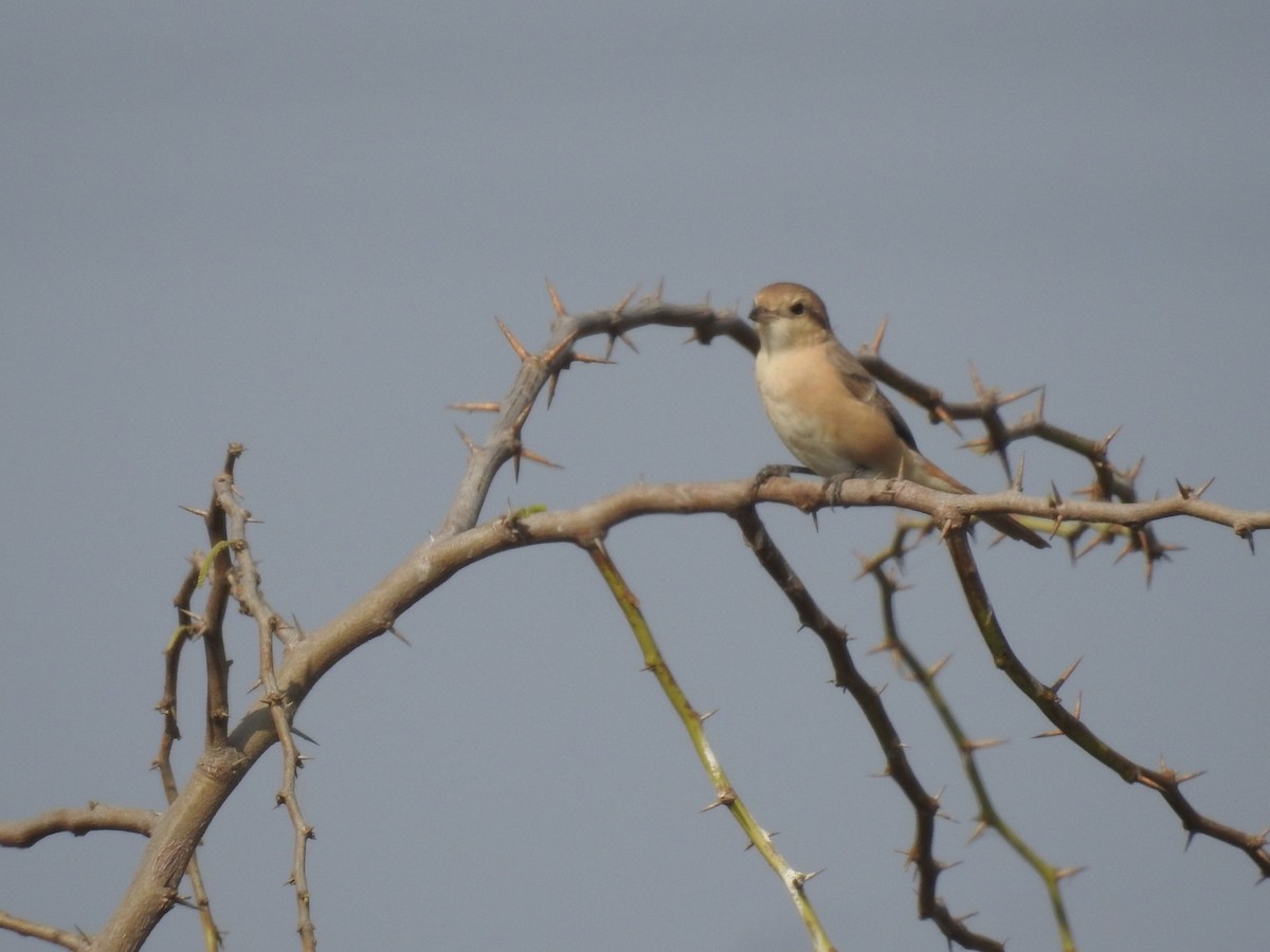 Isabellwürger - ML646457232