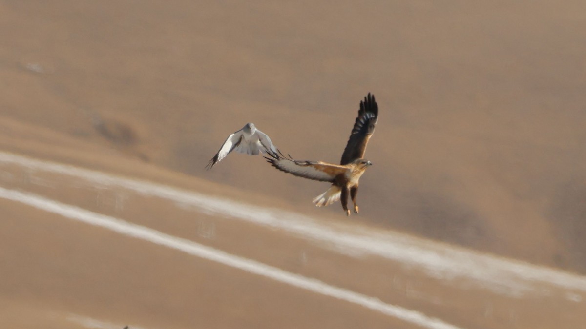 Hen Harrier - ML646457233