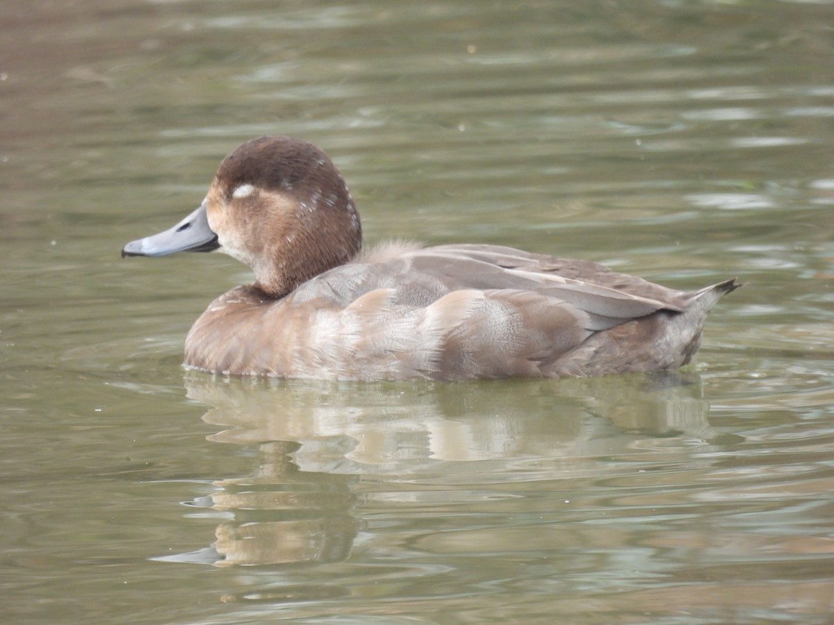 Redhead - ML646457239