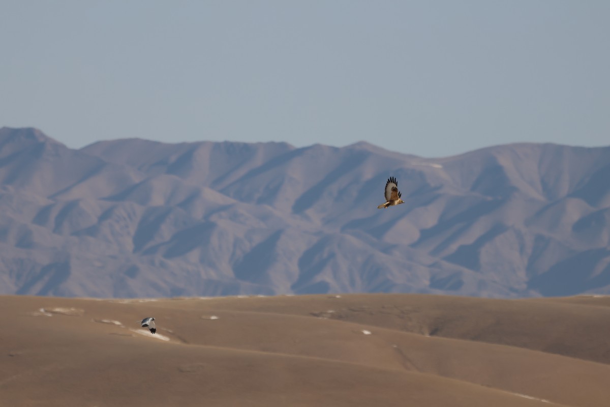 Hen Harrier - ML646457250