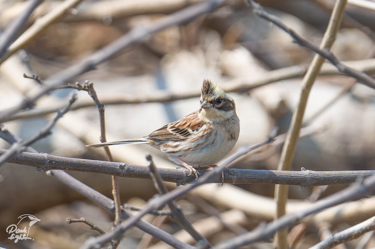 strnad žlutohrdlý - ML646457251