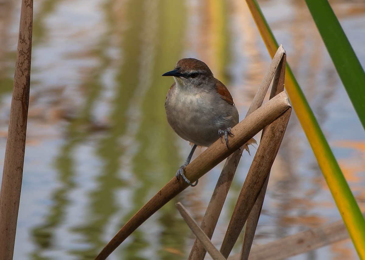 Yellow-chinned Spinetail - ML646457252