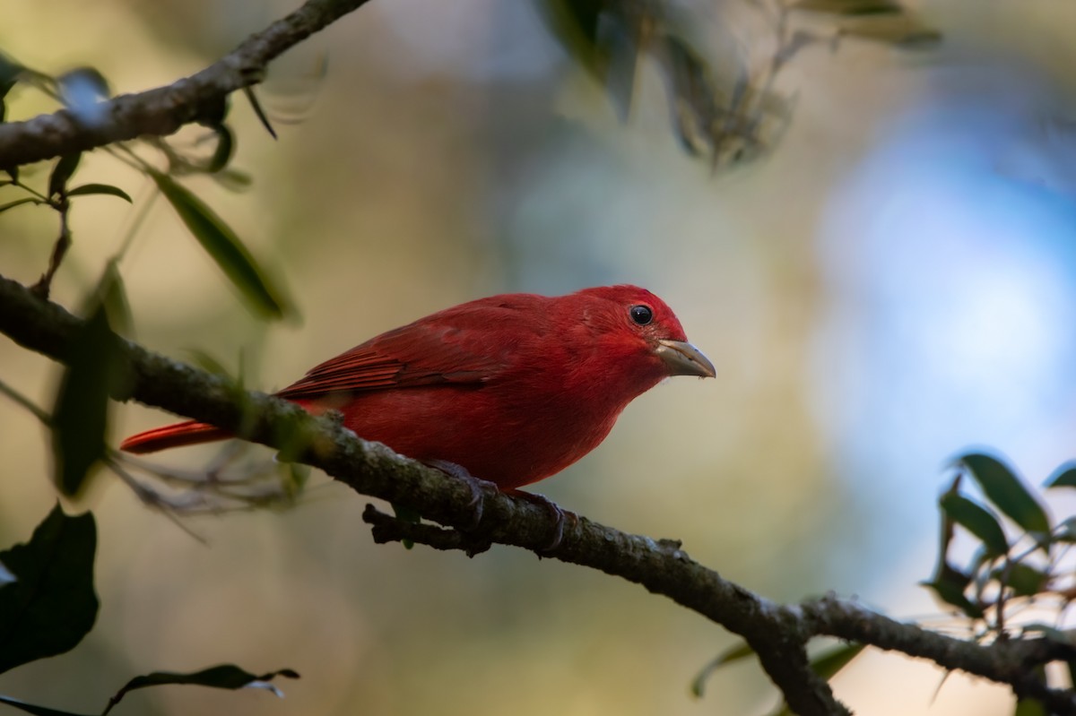 Summer Tanager - ML646457253
