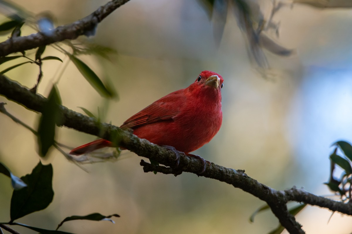 Summer Tanager - ML646457254