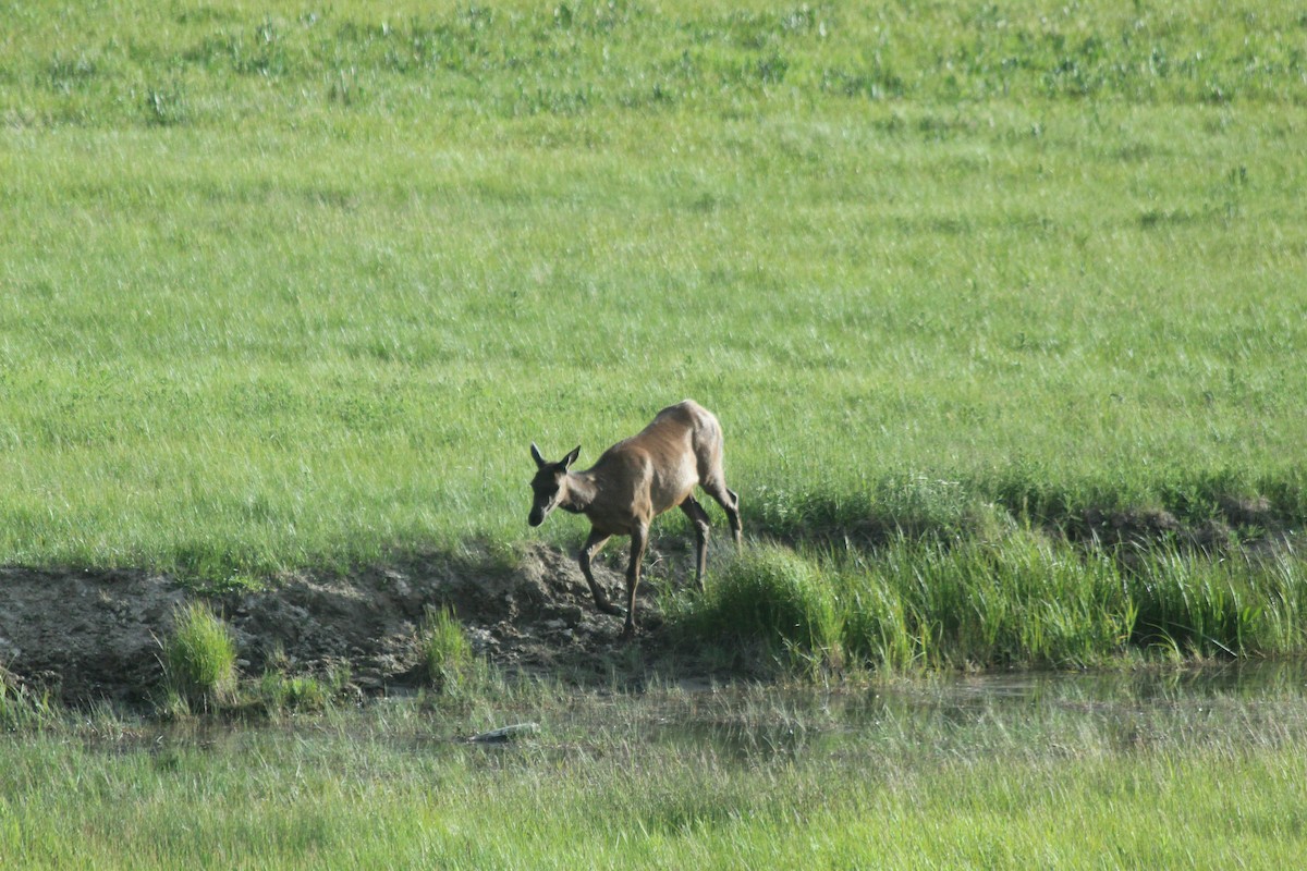 American Elk - ML646457255