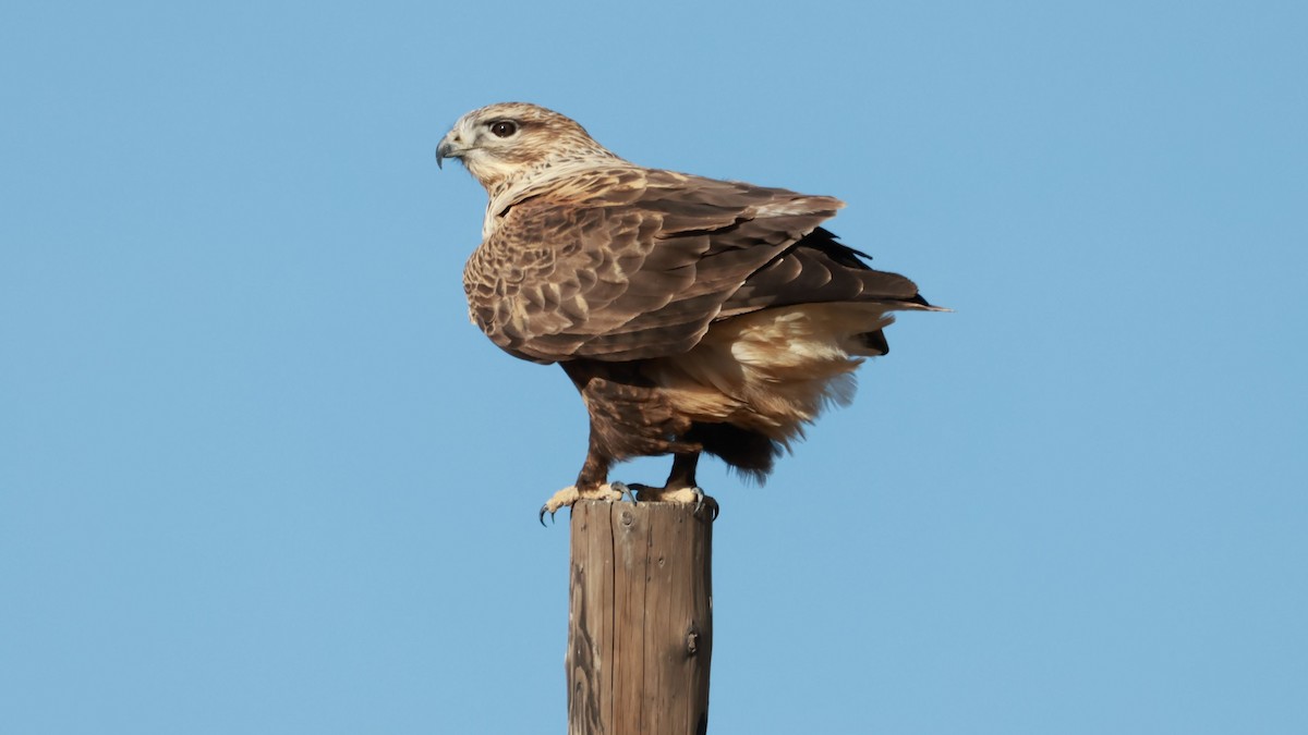 Upland Buzzard - ML646457256