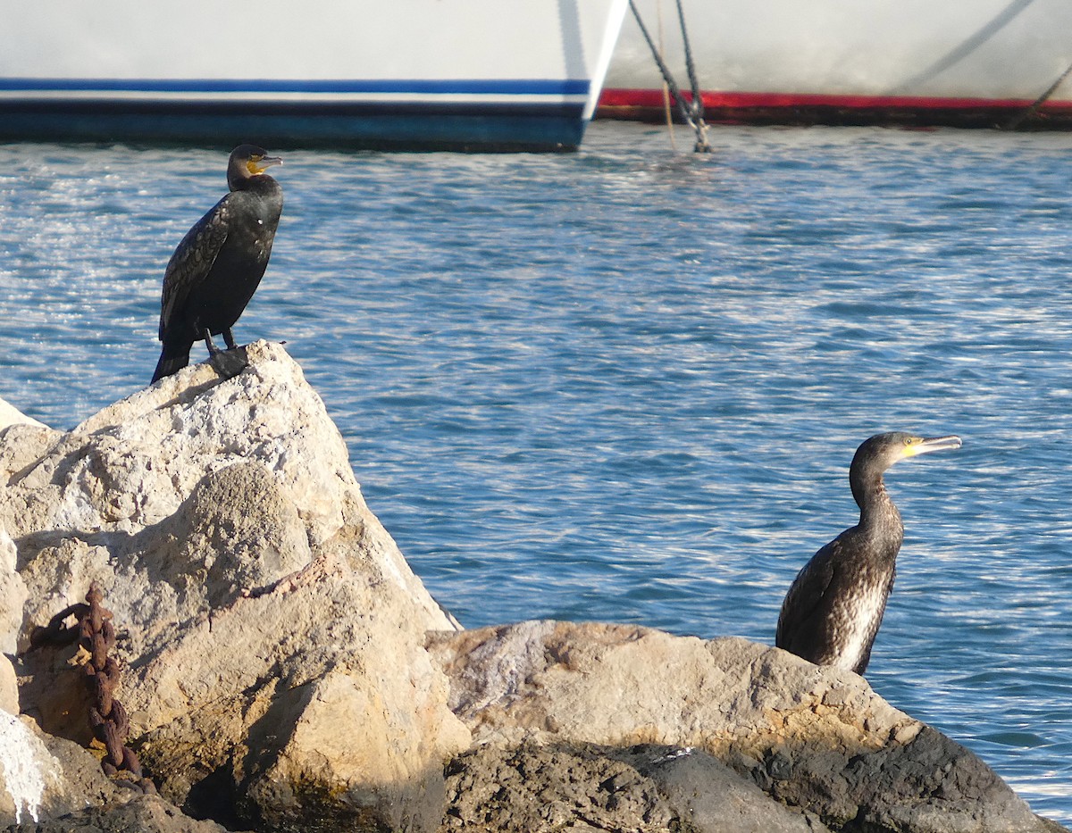 Great Cormorant - ML646457259