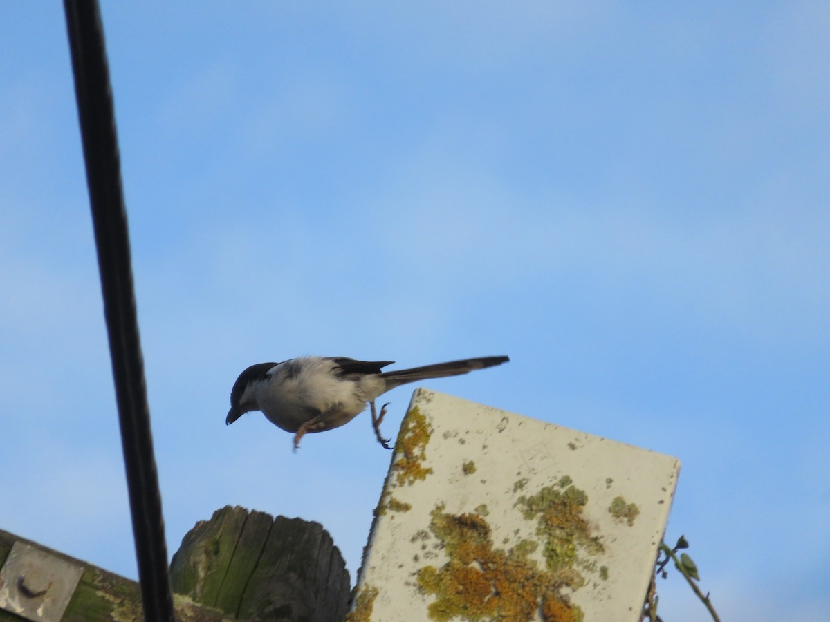 Southern Fiscal - ML646457261