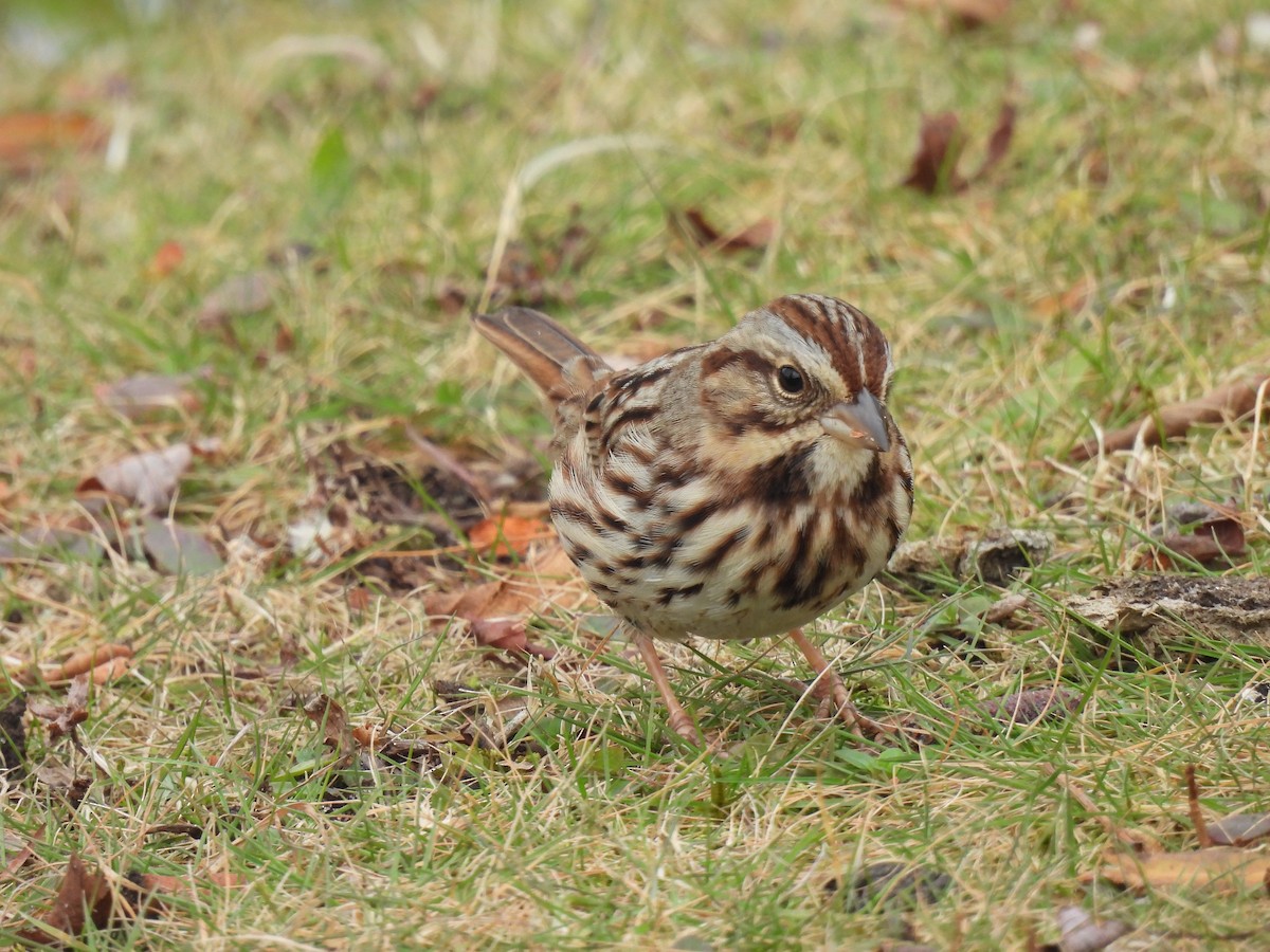 Song Sparrow - ML646457262