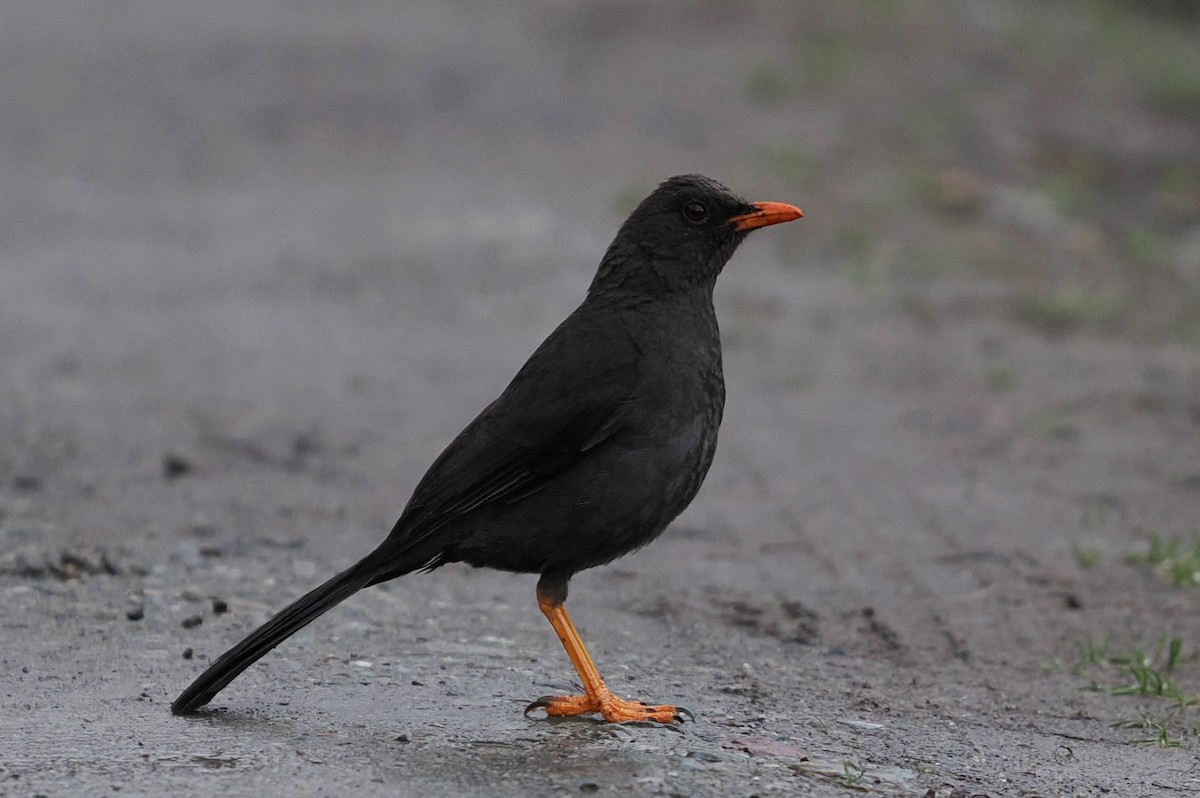 Great Thrush - ML646457265