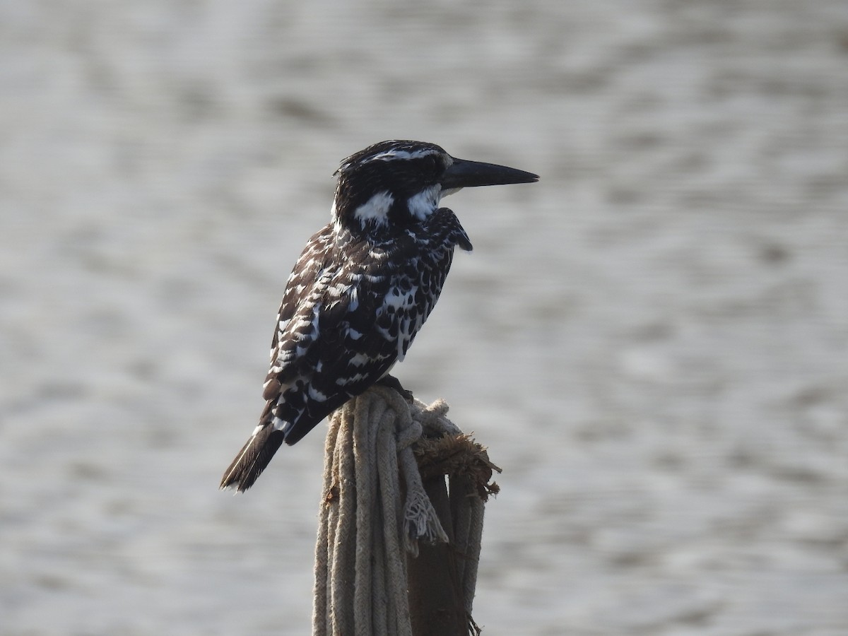 פרפור עקוד - ML646457266