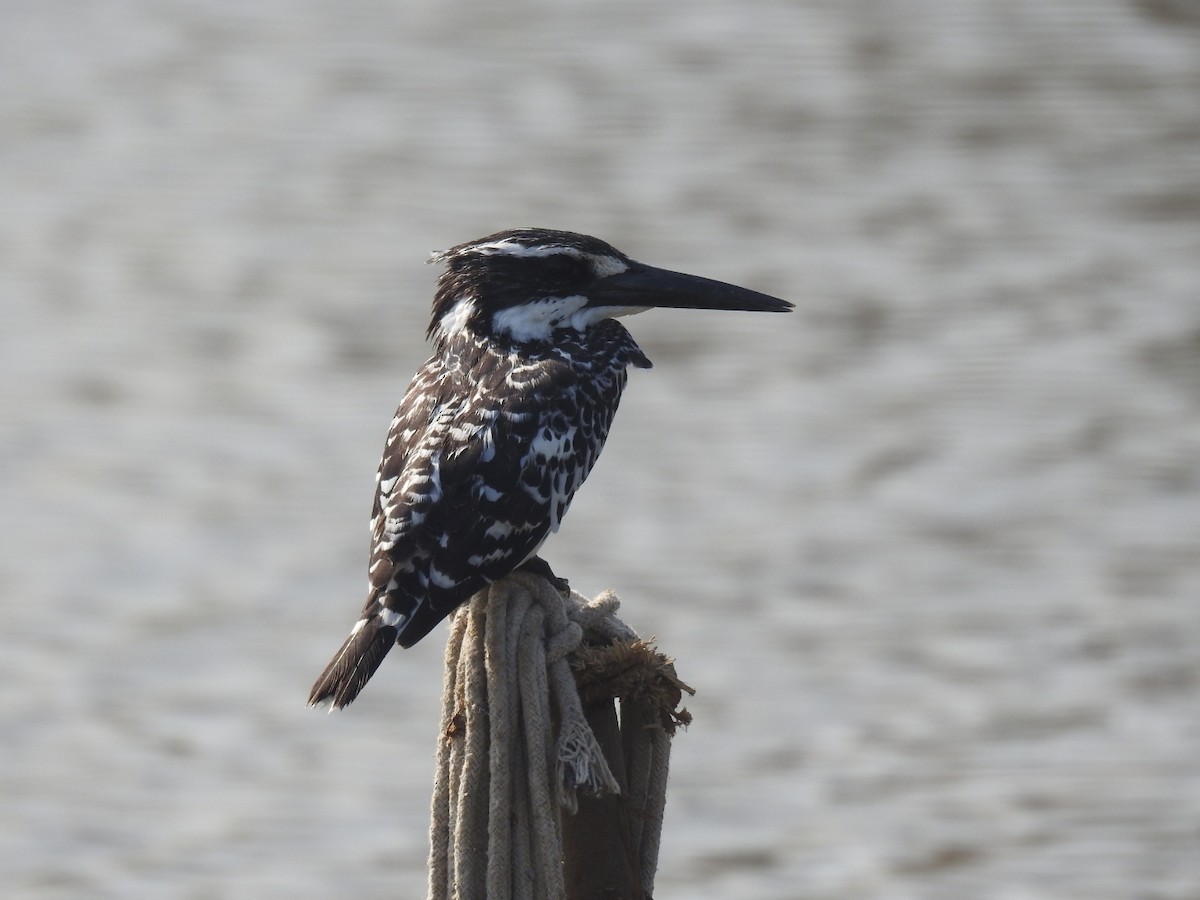 פרפור עקוד - ML646457267