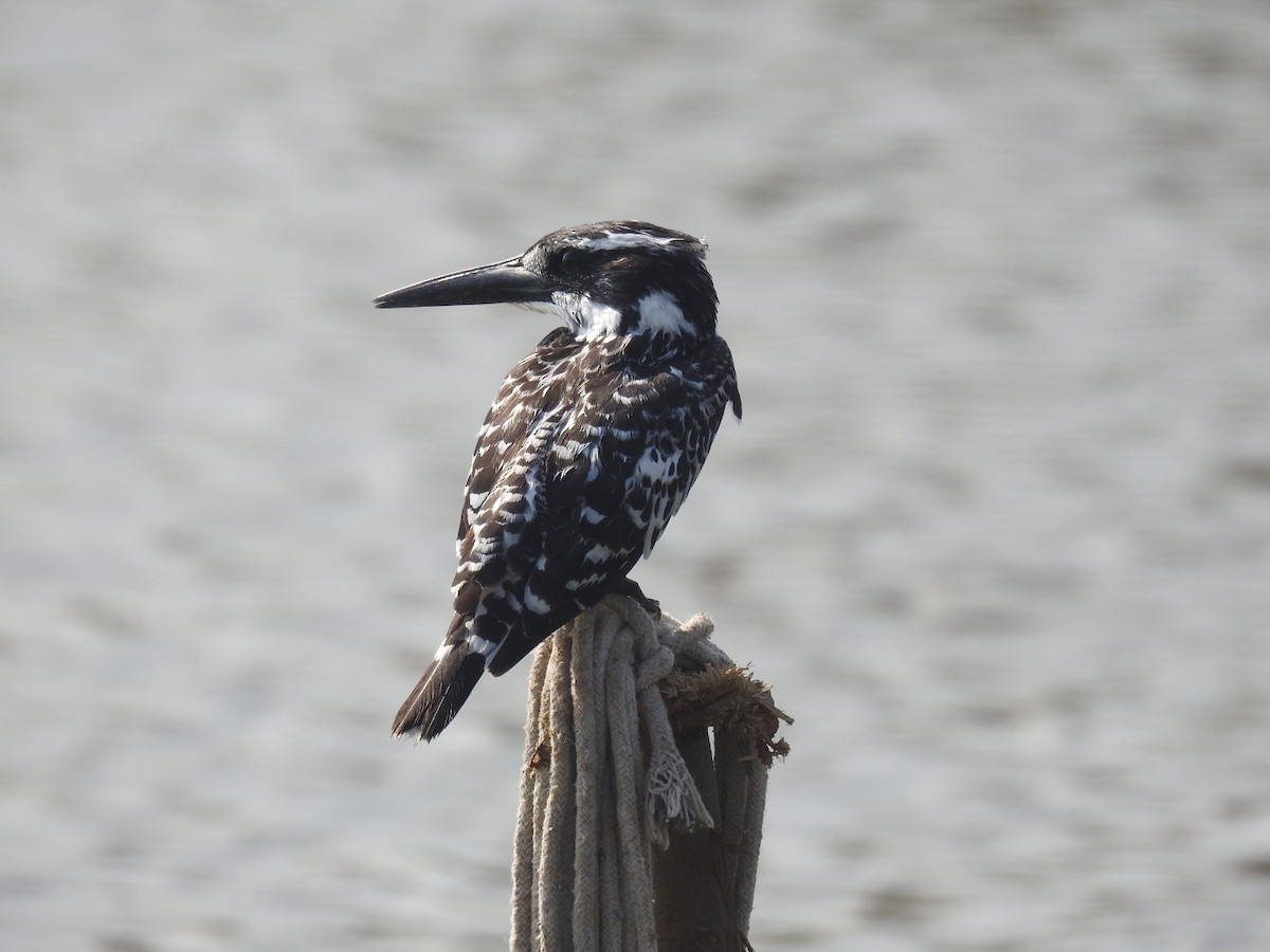 פרפור עקוד - ML646457268