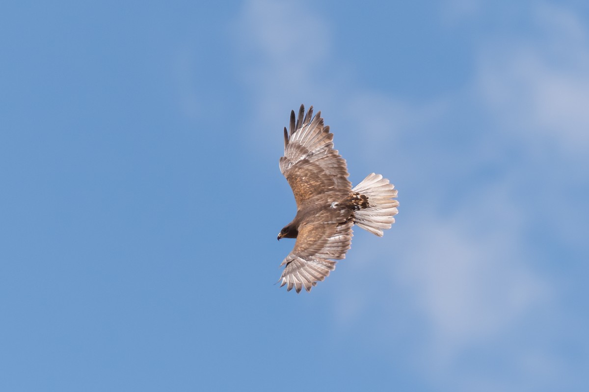Ferruginous Hawk - ML646457269