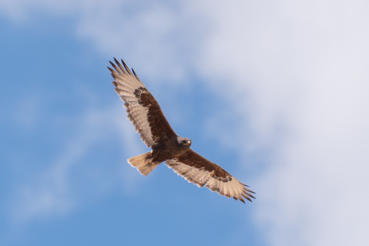 Ferruginous Hawk - ML646457270