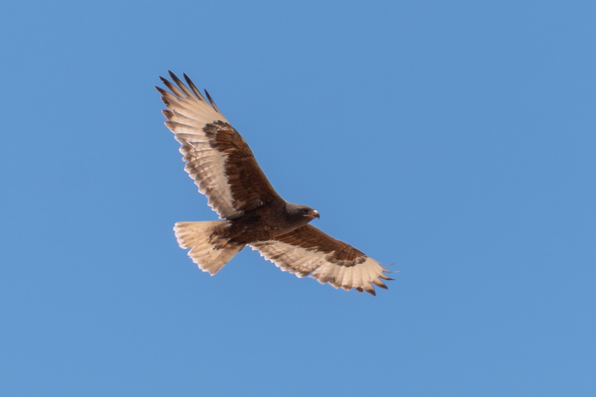 Ferruginous Hawk - ML646457271