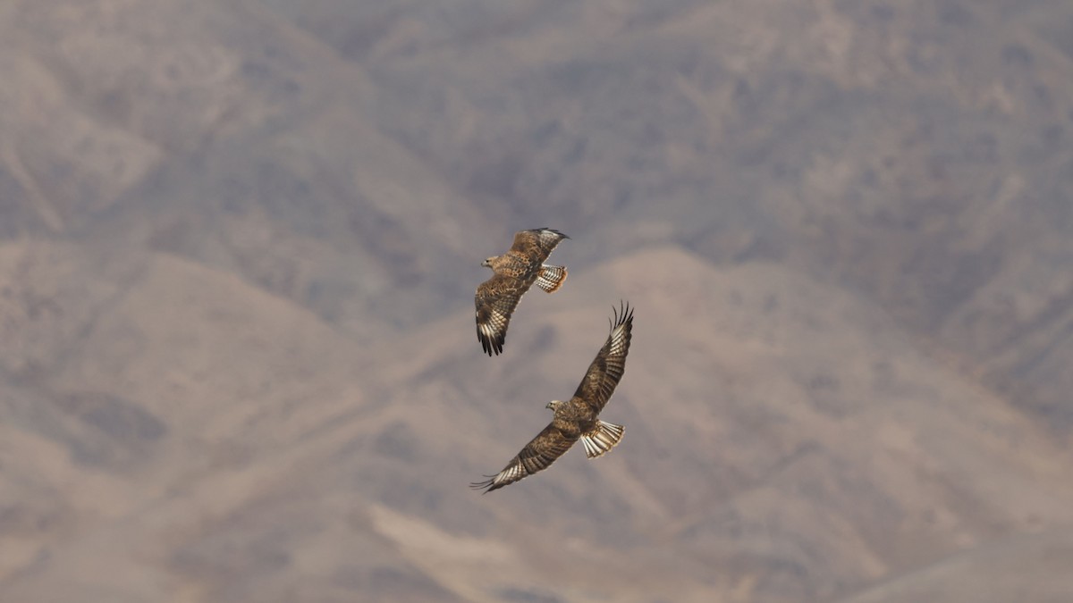Upland Buzzard - ML646457281