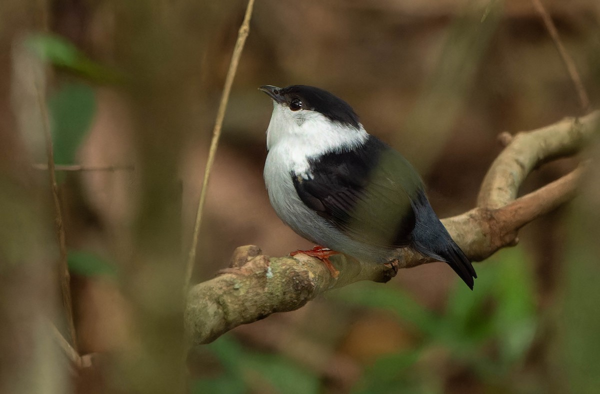 White-bearded Manakin - ML646457282