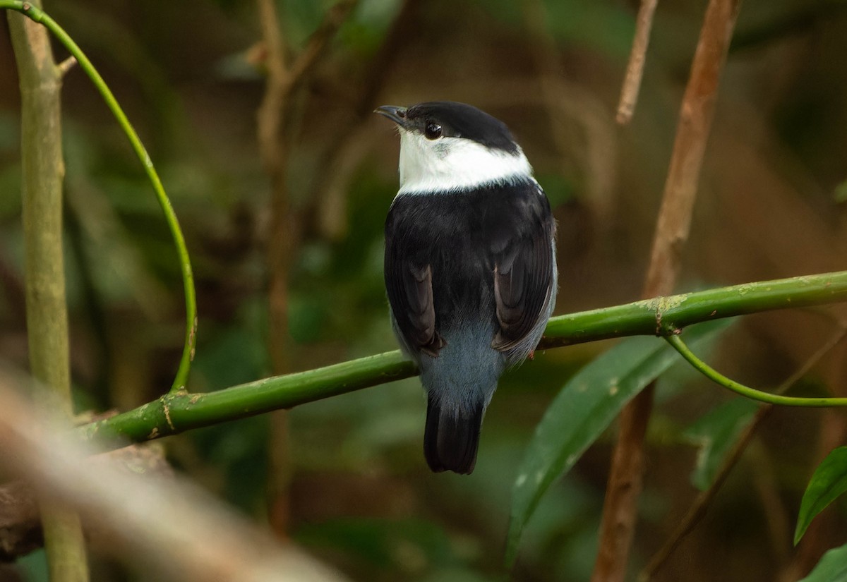White-bearded Manakin - ML646457283